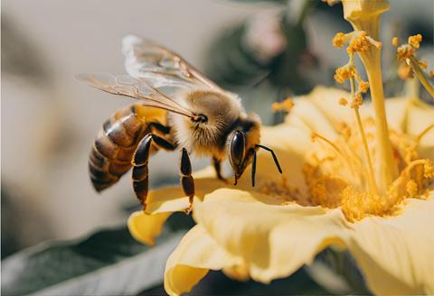 Bee-Made Wellness